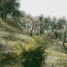 le prandine oliveto